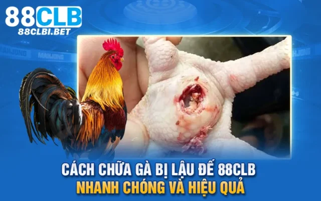 Chữa gà bị lậu đế