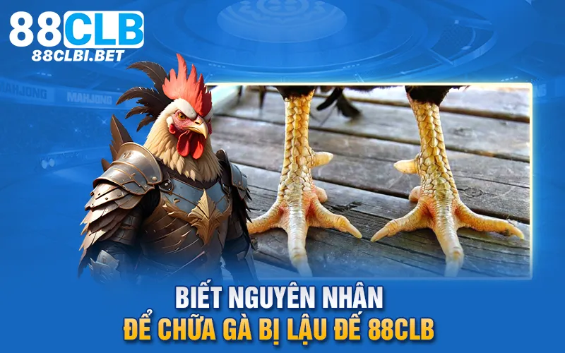 Biết nguyên nhân để chữa gà bị lậu đế 88clb 