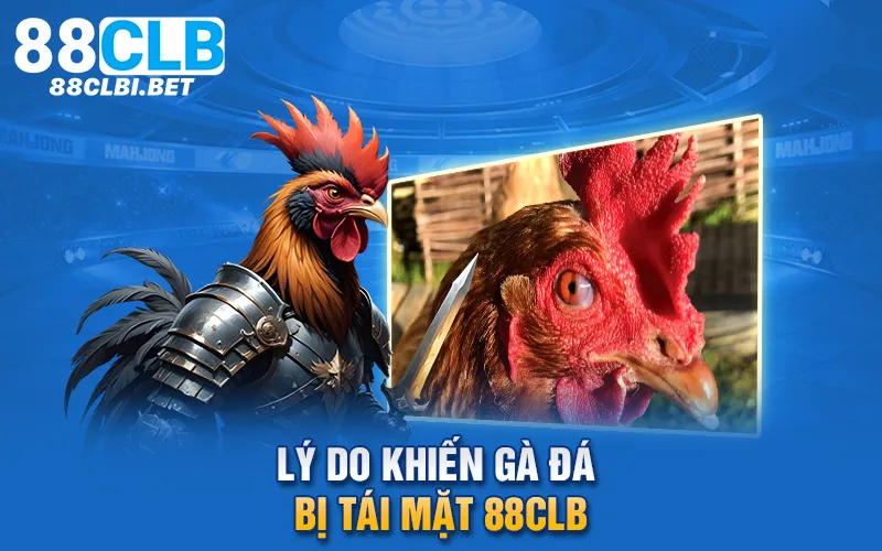 Lý do khiến gà đá bị tái mặt 88clb