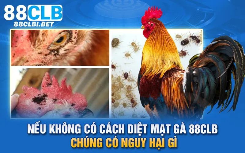 Nếu không có cách diệt mạt gà 88clb chúng có nguy hại gì