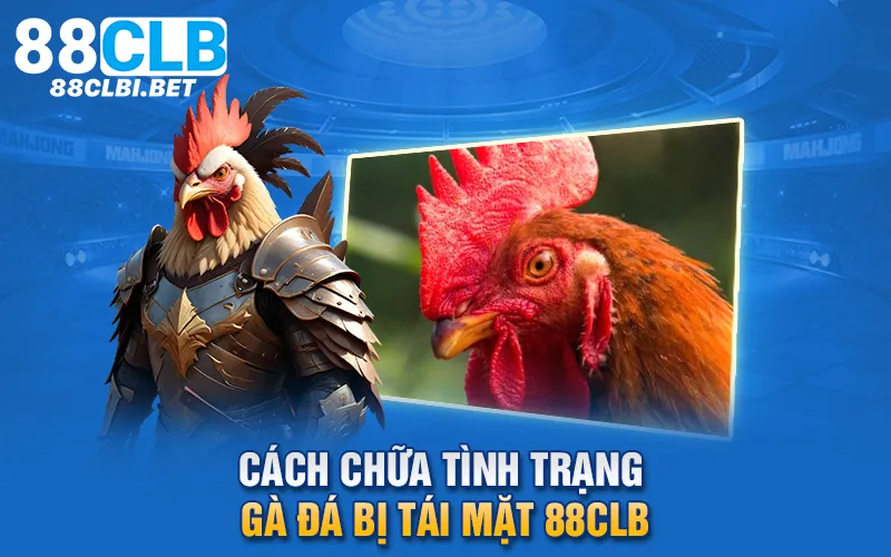 Cách chữa tình trạng gà đá bị tái mặt 88clb