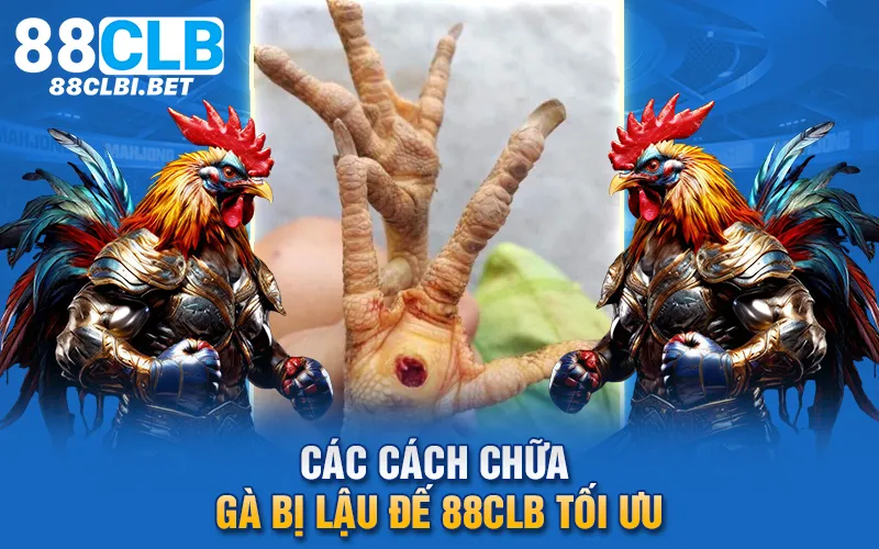 Các cách chữa gà bị lậu đế 88clb tối ưu