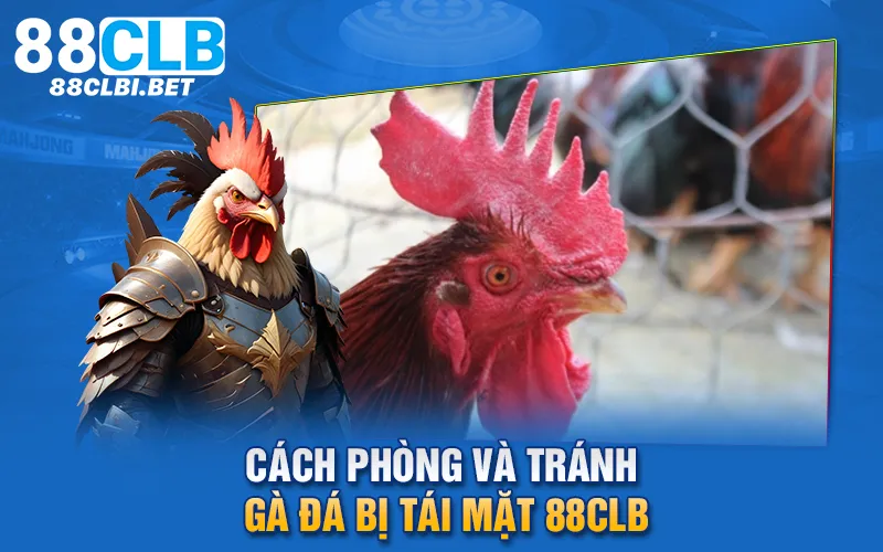 Cách phòng và tránh gà đá bị tái mặt 88clb