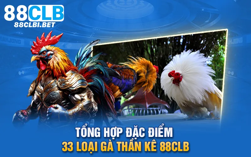 Tổng hợp đặc điểm 33 loại gà thần kê 88clb